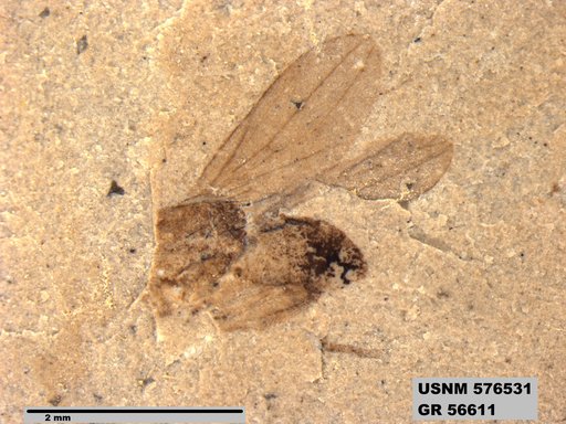 Insecta