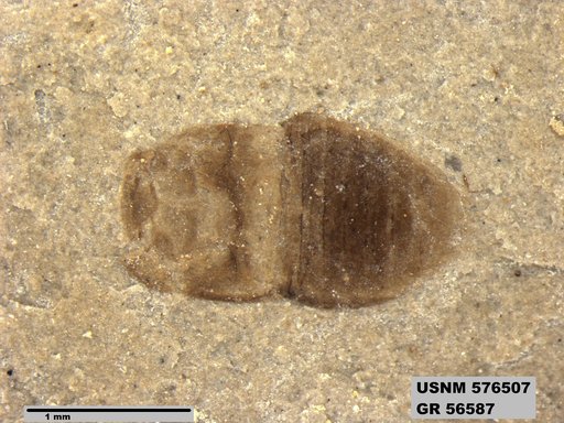 Insecta