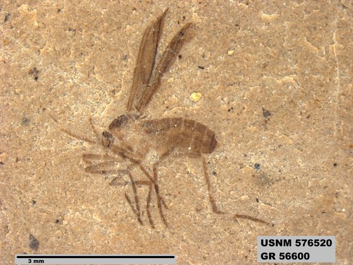 Insecta