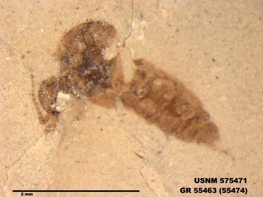 Insecta