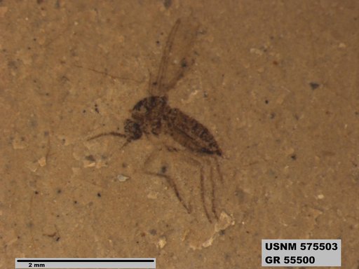 Insecta