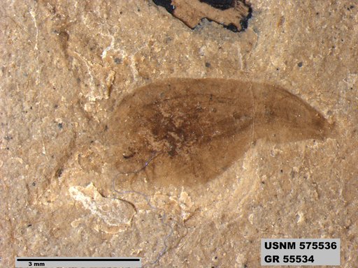 Insecta