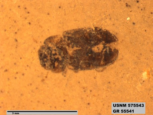 Insecta