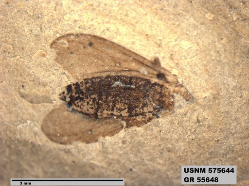 Insecta