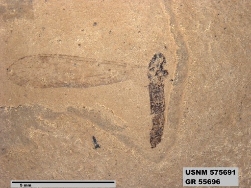 Insecta