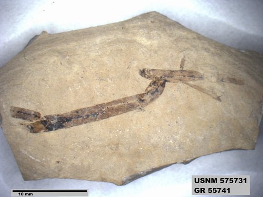 Insecta