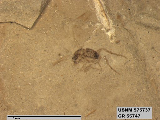Insecta