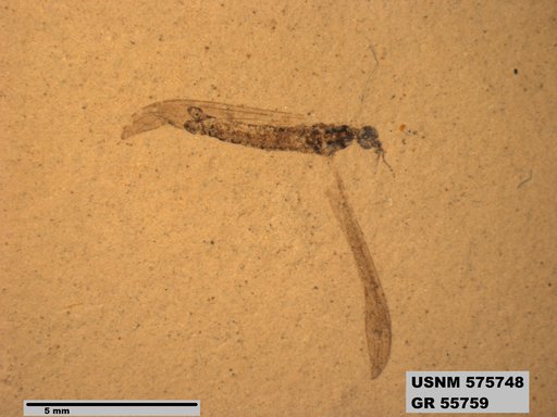 Insecta