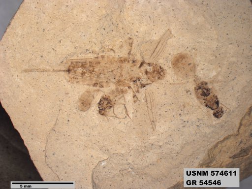 Insecta