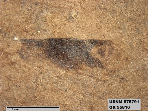 Genus sp