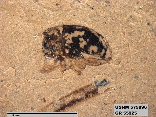 Insecta
