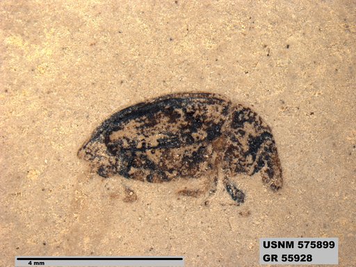 Insecta