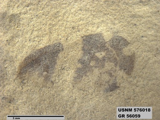 Genus sp