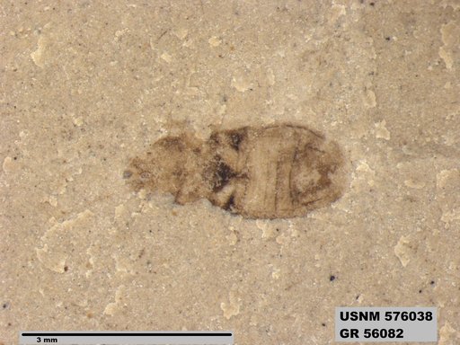 Genus sp