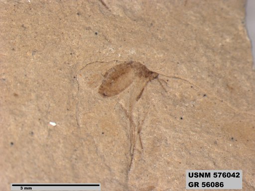 Insecta