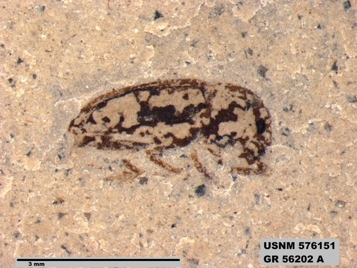 Insecta