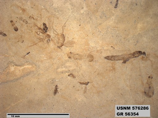 Insecta