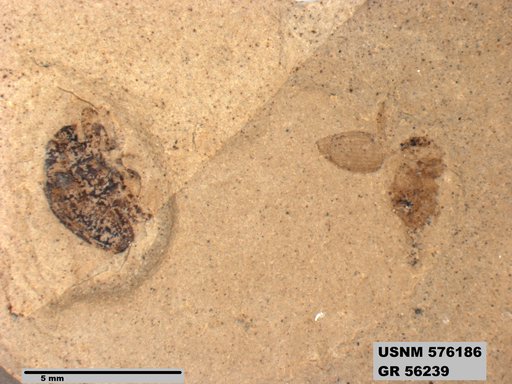Insecta