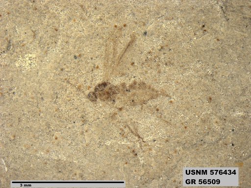 Insecta