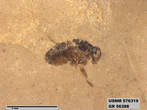 Insecta