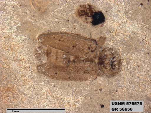Insecta