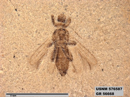 Insecta