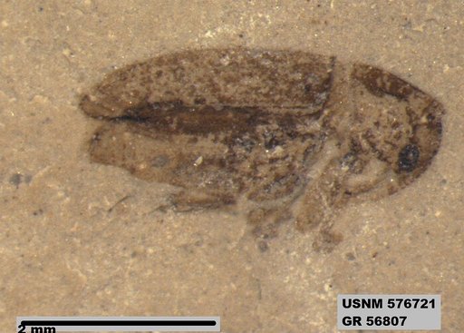 Insecta