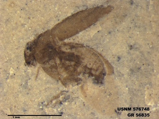 Insecta