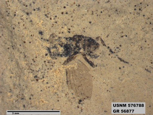 Insecta