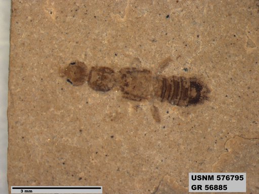 Insecta