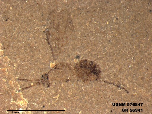 Insecta