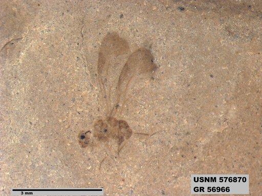 Insecta