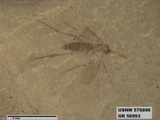 Insecta