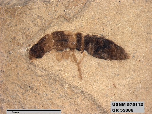 Insecta