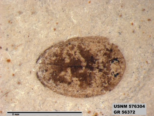 Insecta