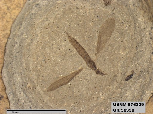 Insecta