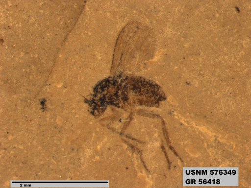 Insecta