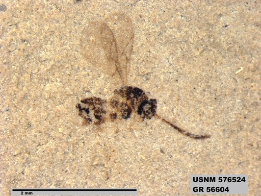 Insecta