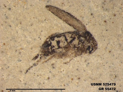 Insecta