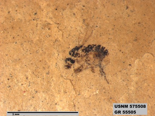 Insecta