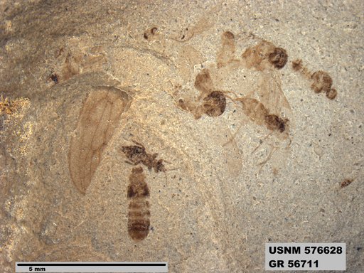 Insecta