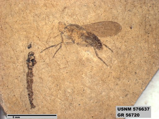 Insecta