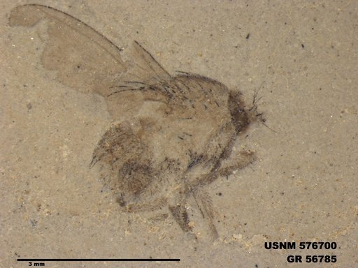 Insecta