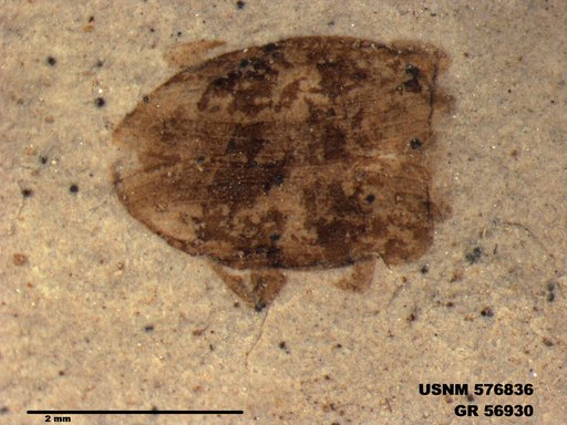 Insecta