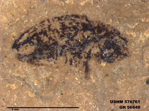 Insecta
