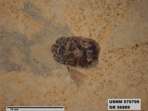 Genus sp