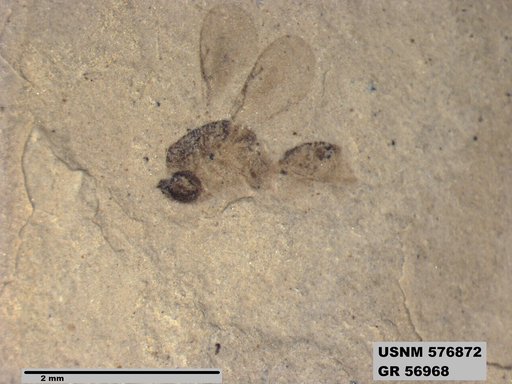 Insecta