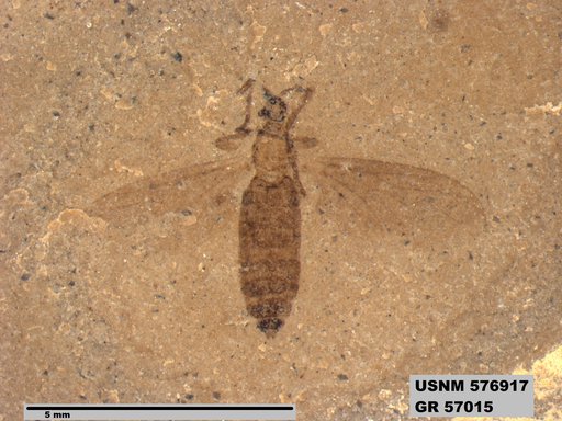 Insecta
