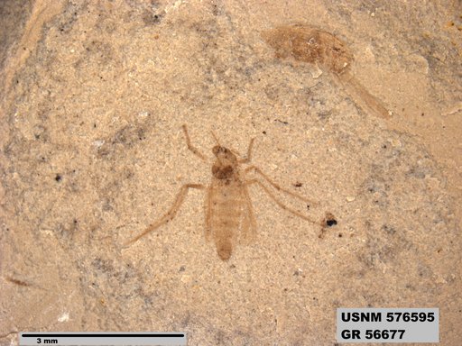 Insecta