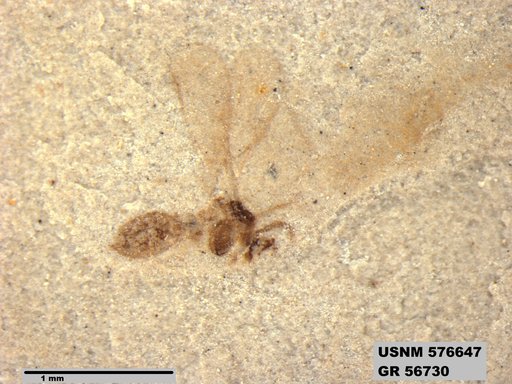 Insecta